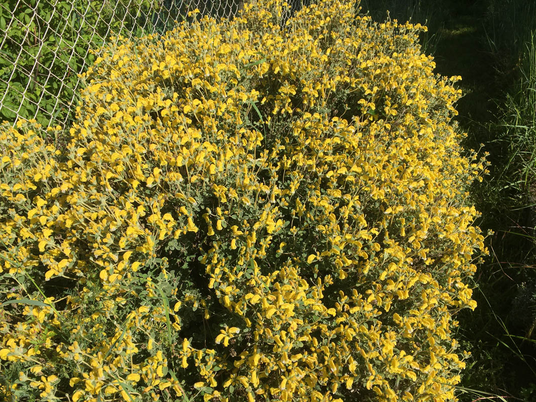 Phlomis lanata